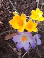 yellow and light purple crocuses close-up