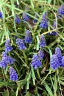 spring blue oblong flowers on green grass