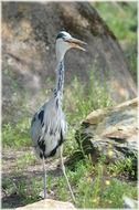 silver water bird heron