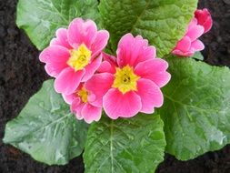 Spring plant with pink flowers