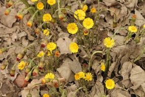 yellow small flowers grow among dry leaves