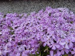 a bush of purple flowers on the ground