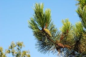 cones on a pine branch close up