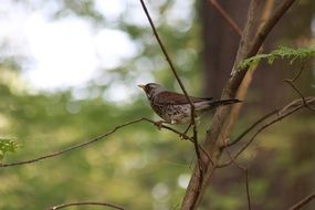 bird on a thin branch of a bush