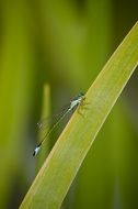 blue dragonfly sits on grass blade