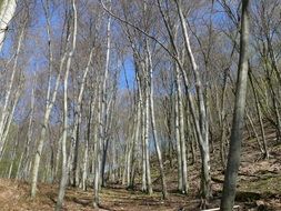 wood trees nature