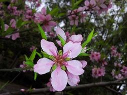 flower plant peach