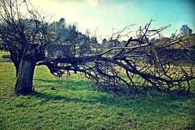 dry broken tree in a landscape