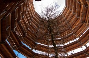 tree inside the pedestrian platform