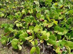 flowering grape plant