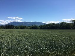 Fields of the corn