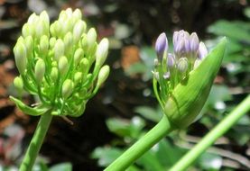 blooming tender flowers