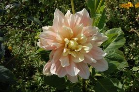 pink and white dahlia flower, top view