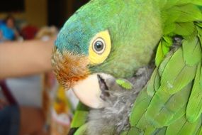 Beautiful bird with the colorful feathers