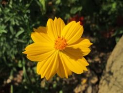 garden yellow flower on a blurred background