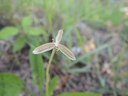 close up photo of grass seeds