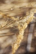 dry grass on a blurred background