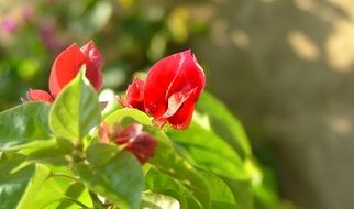 unusually beautiful red plant