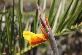 unusually beautiful lily