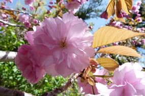 Pink Cherry flowers