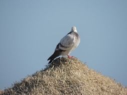 black and white bird on a thatched roof on the shores of the Mediterranean Sea