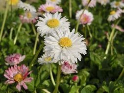 white and pink daisies among the grass