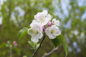 bloom tree in the garden