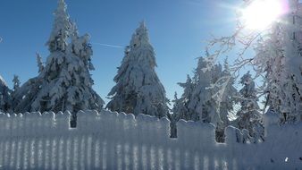 Landscape of the snowy forest