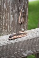 Moth on the wood