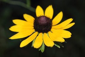 daisy macro shot