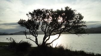 silhouette of a big tree near the water