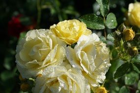 rose in the spring sunshine
