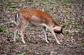 roe deer in forest portrait