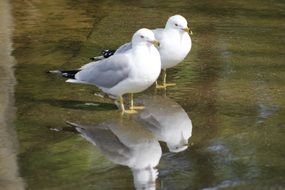 white birds stand on the water
