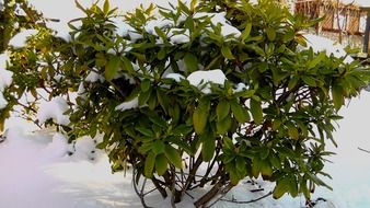 green bush in the snow close up