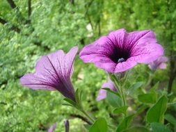 pink petunia flowers on a background of green grass