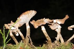 light brown mushrooms on a dark background