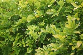 green leaves on branches