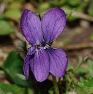 violet spring flower