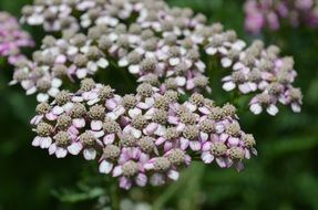 small pink flowers in Sri Lanka