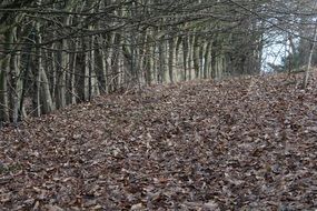 Lots of leaves on a ground