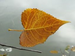 yellow autumn leaf on the water