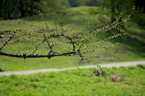 Spring Green branch path nature