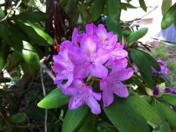 delicate purple flowers on the bush in the garden