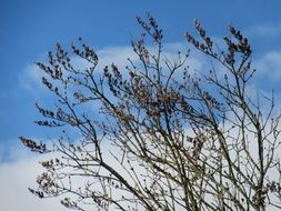 Bushes in the early spring