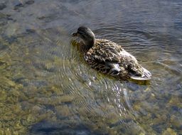 Wild duck in water on a sunny day