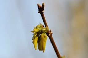 yellow buds of the tree in spring at blurred background