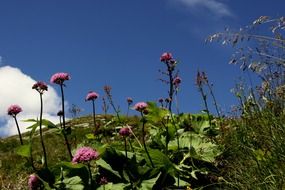 Picture of flowers on a hill