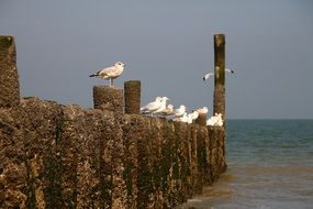 gulls on the pillars on the coast