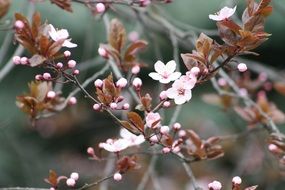 gentle spring flowers in the bush